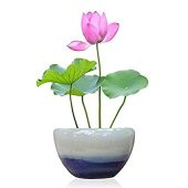 Süper Paket 10 Tohum Lotus Tohumu Nilüfer Tohumu Zambak Su Zambağ - 1