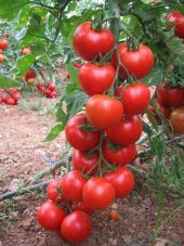 Süper Paket 50 Tohum İthal Mis Kokul Gerçek Sırık Domates Tohumu - 1