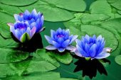Süper Paket 10 Tohum Lotus Tohumu Nilüfer Tohumu Zambak Su Zambağ - 2