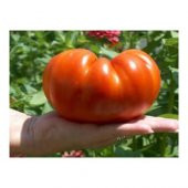 Süper Paket 150 Tohum İthal Dev Hollanda Domates Tohumu +Süpriz thumbnail 2