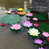 Süper Paket 10 Tohum Lotus Tohumu Nilüfer Tohumu Zambak Su Zambağ - 3