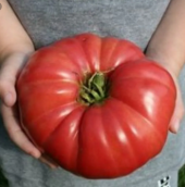 Süper Paket 150 Tohum İthal Dev Hollanda Domates Tohumu +Süpriz thumbnail 3