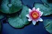 Süper Paket 10 Tohum Lotus Tohumu Nilüfer Tohumu Zambak Su Zambağ - 5
