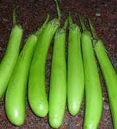 Süper Paket 50 Tohum Nadir Endonezya Yeşil Kemer Patlıcan Tohumu - 3