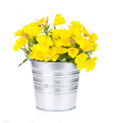 Süper Paket 250 Tohum Ezan Çiçeği Tohumu Çiçek Tohumu Gece Mumu - 1