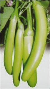 Süper Paket 50 Tohum Nadir Endonezya Yeşil Kemer Patlıcan Tohumu - 4