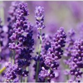 Süper Paket 500 Tohum İthal Mis Kokulu Lavanta Çiçeği Tohumu - 5