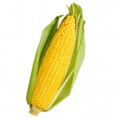 Süper Paket 750 Tohum İthal Haşlamalık Mısır Tohumu Darı Tohumu - 2