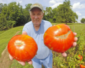 Süper Paket 150 Tohum İthal Dev Hollanda Domates Tohumu +Süpriz thumbnail 4