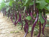 Süper Paket 60 Tohum İthal Nadir Dev Kemer Patlıcan Tohumu +Süpr thumbnail 3