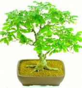 İthal Meşe Bonzai Ağacı Tohumu 3 Tohum + Süpriz Hediye Bonsai Toh - 1
