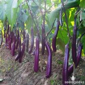 Süper Paket 60 Tohum İthal Nadir Dev Kemer Patlıcan Tohumu +Süpr thumbnail 4