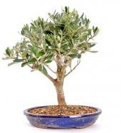 Nadir İthal Zeytin Bonzai Ağacı Tohumu 2 Tohum + Süpriz Hediye - 2