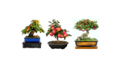 3lü Set Bonzai Ağacı Tohumu Bonsai Elma Alıç Şeftali Ekim Seti - 1
