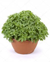 Eko Paket 200 Tohum Saksılık Kokulu Top Reyhan Tohumu Fesleğen - 1