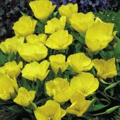 Eko Paket 125 Tohum Ezan Çiçeği Tohumu Çiçek Tohumu Gece Mumu - 2