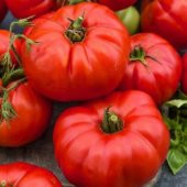 Süper Paket 300 Tohum Ayaş Domatesi Tohumu Ayaş Domates Tohumu - 4