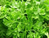 Eko Paket 750 Tohum İthal Crinkled Kıvırcık Tere Tohumu + Süpriz thumbnail 3