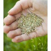 1 KG İthal 3lü Karışım Çim Tohumu + Süpriz Hediye Tohum thumbnail 2