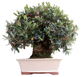 Nadir İthal Zeytin Bonzai Ağacı Tohumu 2 Tohum + Süpriz Hediye - 4