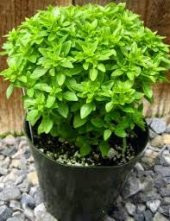 Eko Paket 200 Tohum Saksılık Kokulu Top Reyhan Tohumu Fesleğen - 3