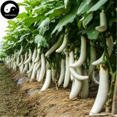 Eko Paket 25 Tohum Endonezya Beyaz Kemer Patlıcan Tohumu + Süpri thumbnail 4