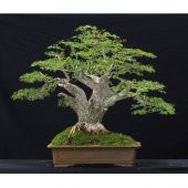 İthal Meşe Bonzai Ağacı Tohumu 3 Tohum + Süpriz Hediye Bonsai Toh - 4