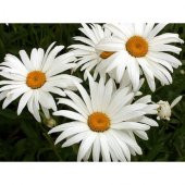 Eko Paket 60 Tohum Nadir Dev Papatya Tohumu Çiçek Tohumu - 3