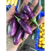 Nadir Thailand Mini Kemer Patlıcan Tohumu Ekim Seti 5 Tohum +Saks thumbnail 3