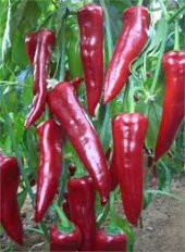 Eko Paket 150 Tohum Salçalık Adana Biberi Tohumu Biber Tohumu - 2