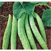 Eko Paket 150 Tohum Turşuluk Acur Tohumu + Süpriz Hediye Tohum - 3