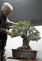 İthal Meşe Bonzai Ağacı Tohumu 3 Tohum + Süpriz Hediye Bonsai Toh - 5