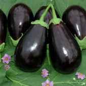 Eko Paket 150 Tohum Nadir İthal Dev İri Patlıcan Tohumu + Süpriz - 2