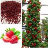 Eko Paket 75 Tohum Alman Çilek Ağacı Tohumu Çilek Tohumu +Süpriz - 2