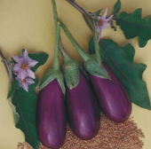 Eko Paket 250 Tohum Kurutmalık Dolmalık Antep Patlıcan Tohumu - 3