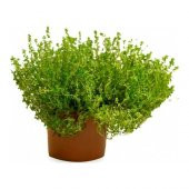 Eko Paket 250 Tohum Aromatik Dağ Kekiği Tohumu Kekik Tohumu thumbnail 3