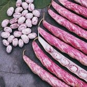 Süper Paket 250 Tohum Sırık Barbunya Fasulyesi Tohumu Fasülye - 4