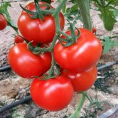 Eko Paket 150 Tohum İri Erkenci Domates Tohumu + Süpriz Hediye - 2