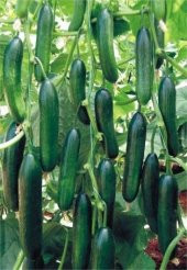 Eko Paket 25 Tohum İthal Sırık Salatalık Tohumu + Süpriz Hediye - 1