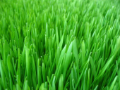 1 KG İthal 3lü Karışım Çim Tohumu + Süpriz Hediye Tohum thumbnail 3