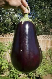 Eko Paket 150 Tohum Nadir İthal Dev İri Patlıcan Tohumu + Süpriz - 4