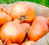 Eko Paket 1000 Tohum Meşhur Kışlık Soğan Tohumu +Süpriz Hediye thumbnail 3