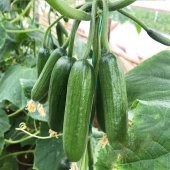 Eko Paket 25 Tohum İthal Sırık Salatalık Tohumu + Süpriz Hediye - 2