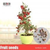 3lü Set Bonzai Ağacı Tohumu Bonsai Elma Alıç Şeftali Ekim Seti - 7
