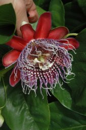 Quadrangularis Passiflora Tohumu 3 Tohum Pasiflora + Süpriz Hediy - 2