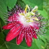 Quadrangularis Passiflora Tohumu 3 Tohum Pasiflora + Süpriz Hediy - 3