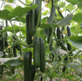 Eko Paket 25 Tohum İthal Sırık Salatalık Tohumu + Süpriz Hediye - 4