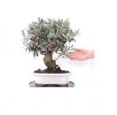 İthal Bodur Zeytin Ağacı Bonsai Seti Toprak+ Saksı + 2 Adet Tohum - 1