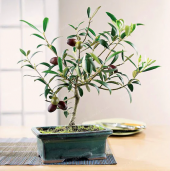 İthal Bodur Zeytin Ağacı Bonsai Seti Toprak+ Saksı + 2 Adet Tohum - 2