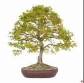 İthal Bodur Meşe Bonsai Ağacı Tohumu Seti Toprak+ Saksı + 3 Adet Tohum - 2